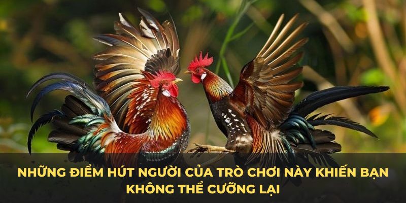 Những điểm hút người của đá gà Mỹ này khiến bạn không thể cưỡng lại