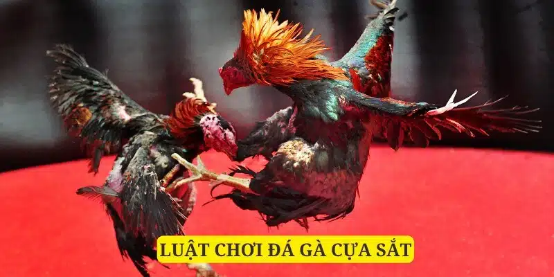 Luật quy định riêng với loại hình đá gà cựa sắt bạn nên biết 